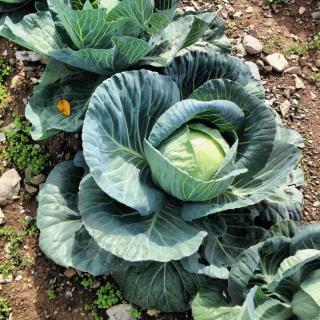 Best vegetables for limestone soil