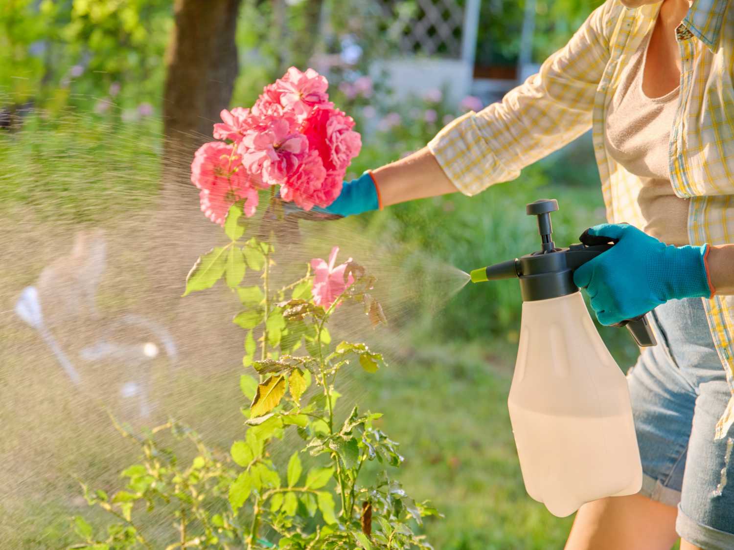 Use black soap in the garden