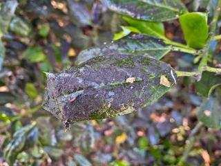 Black soap cleans off sooty mold