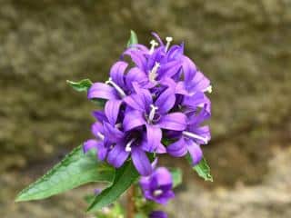 Campanula glomerata in limestone