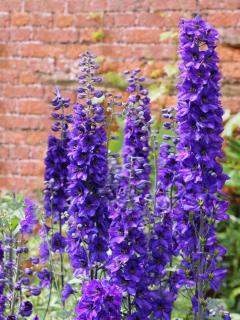 Caring for pacific giant delphinium