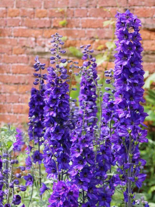 Caring for pacific giant delphinium