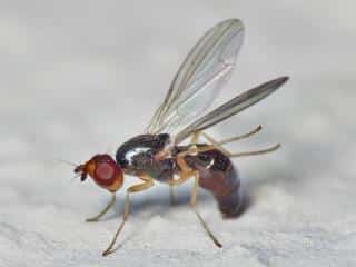 Description of carrot fly
