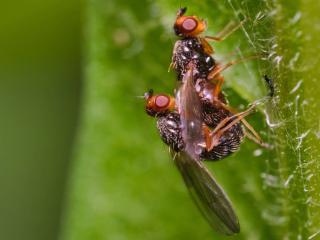 Carrot fly reproduction