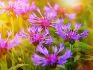 Centaury grows well in limestone soil