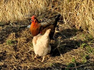 Fertilizer from chicken manure