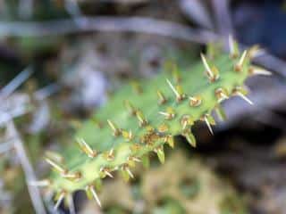 Opuntia vulgaris paddle