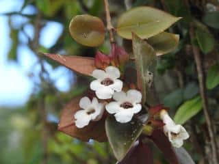 Leaves sick codonanthe