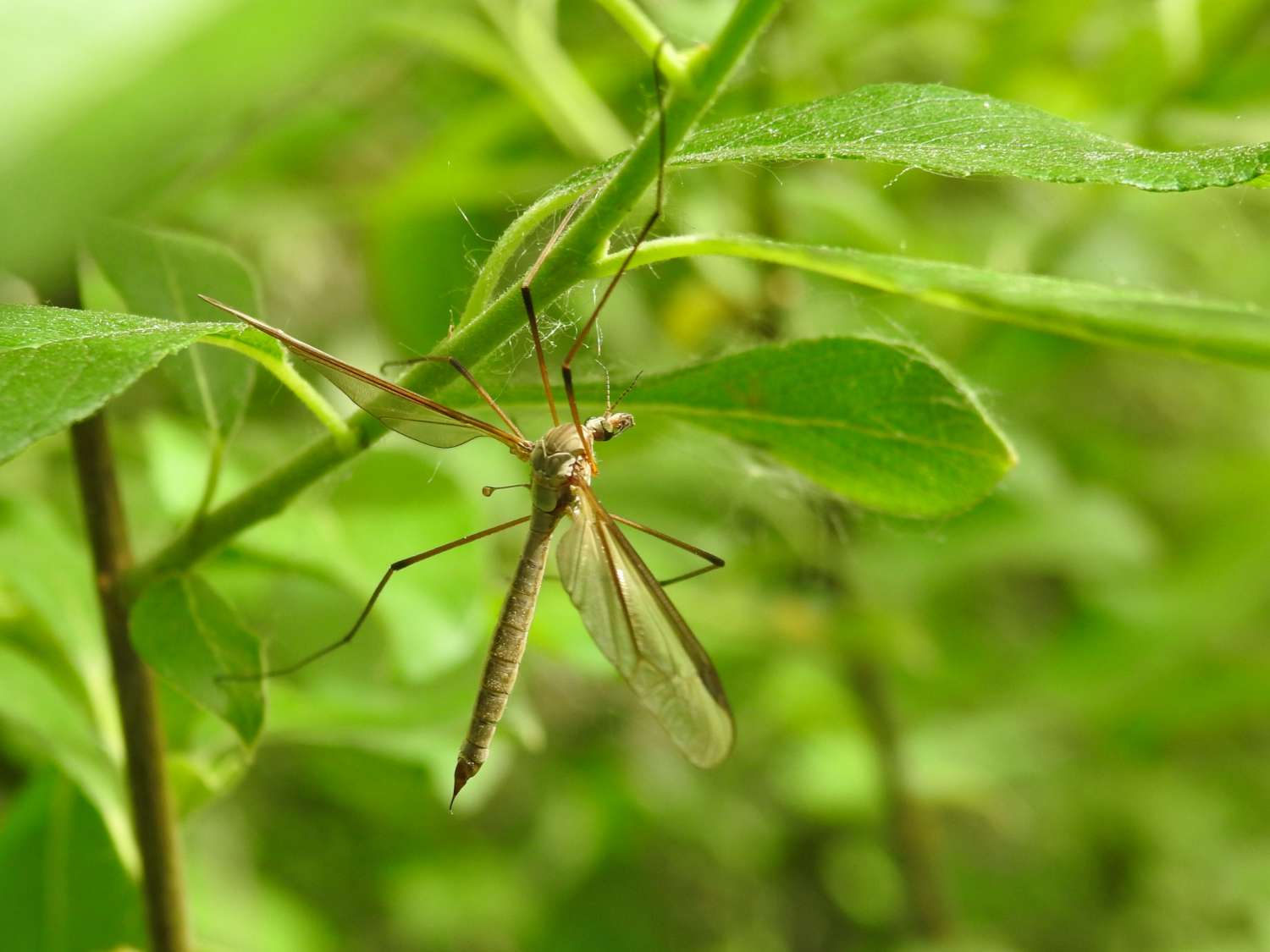 Cranefly, daddy longlegs, Tipula