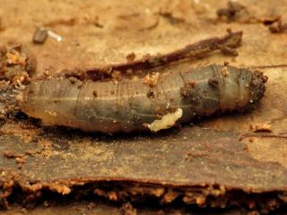 Cranefly larva control