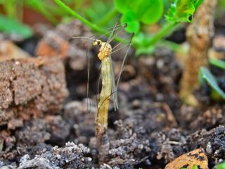 Cranefly lifecycle