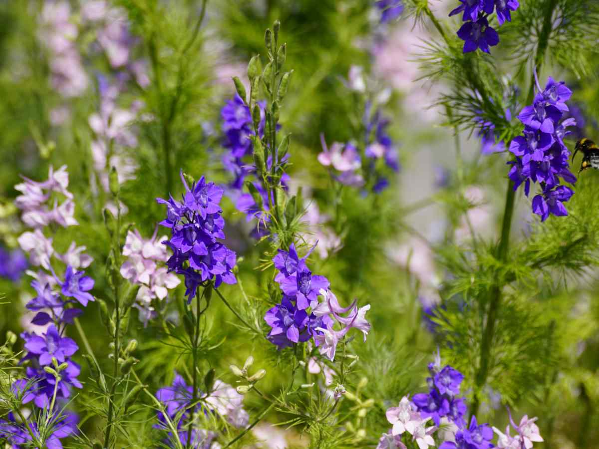 delphinium