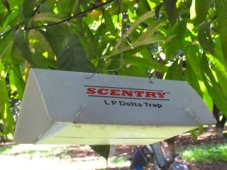 Delta pheromone trap