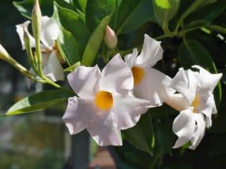 Thriving dipladenia in full sun