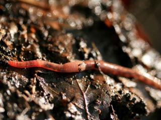 Description of an earthworm