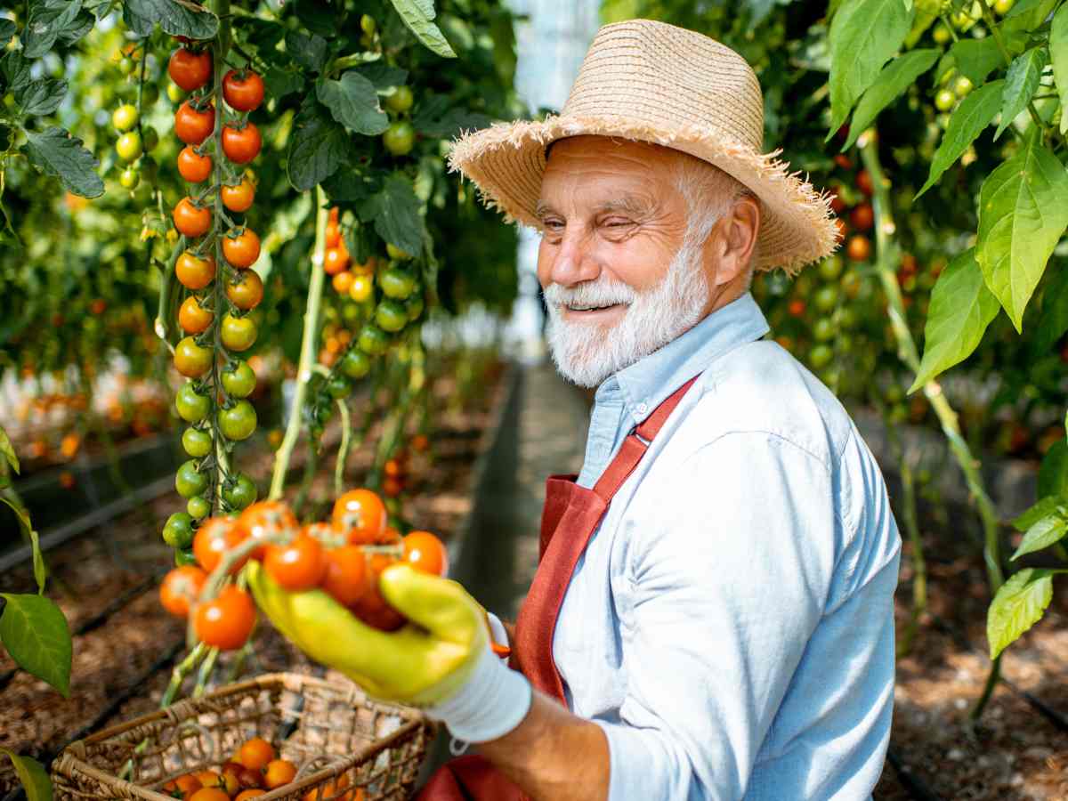 easy enjoyable tomato varieties