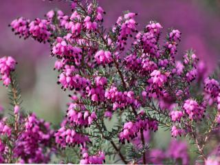 Plants that show the soil is acidic