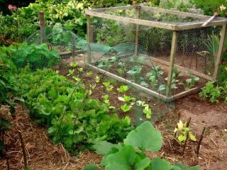 How to spread chicken manure