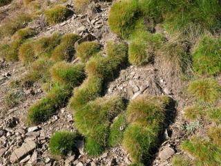 Spiky fescue landscaping