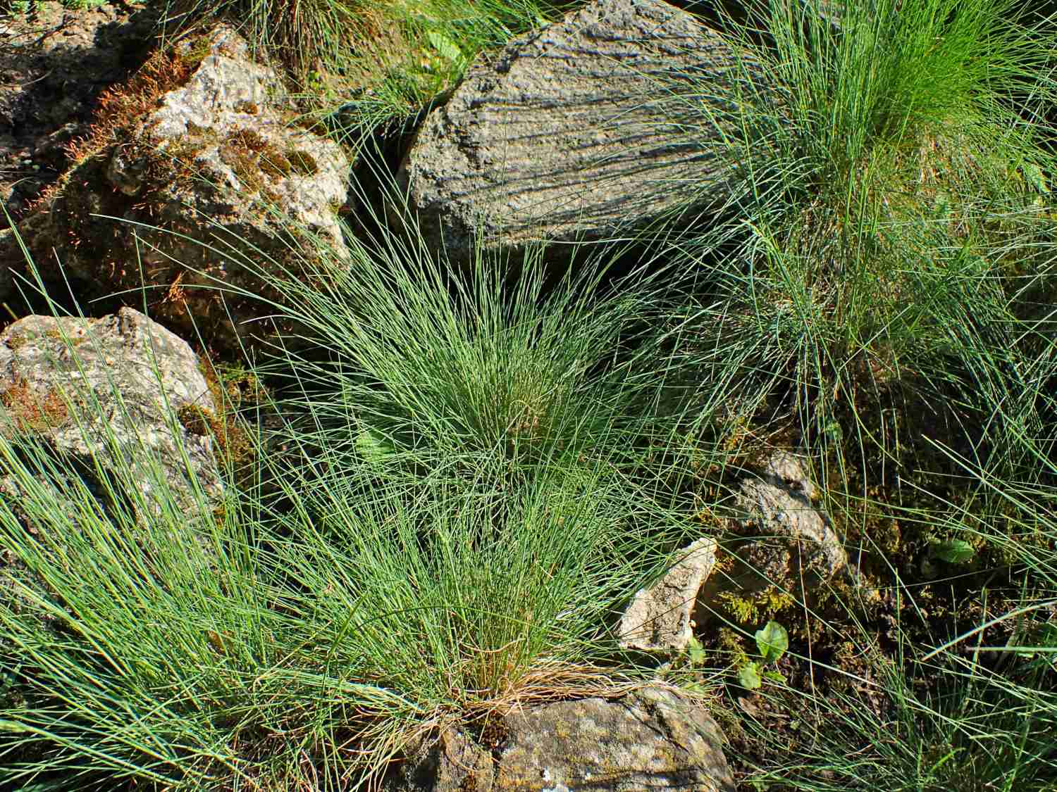 Festuca gautieri