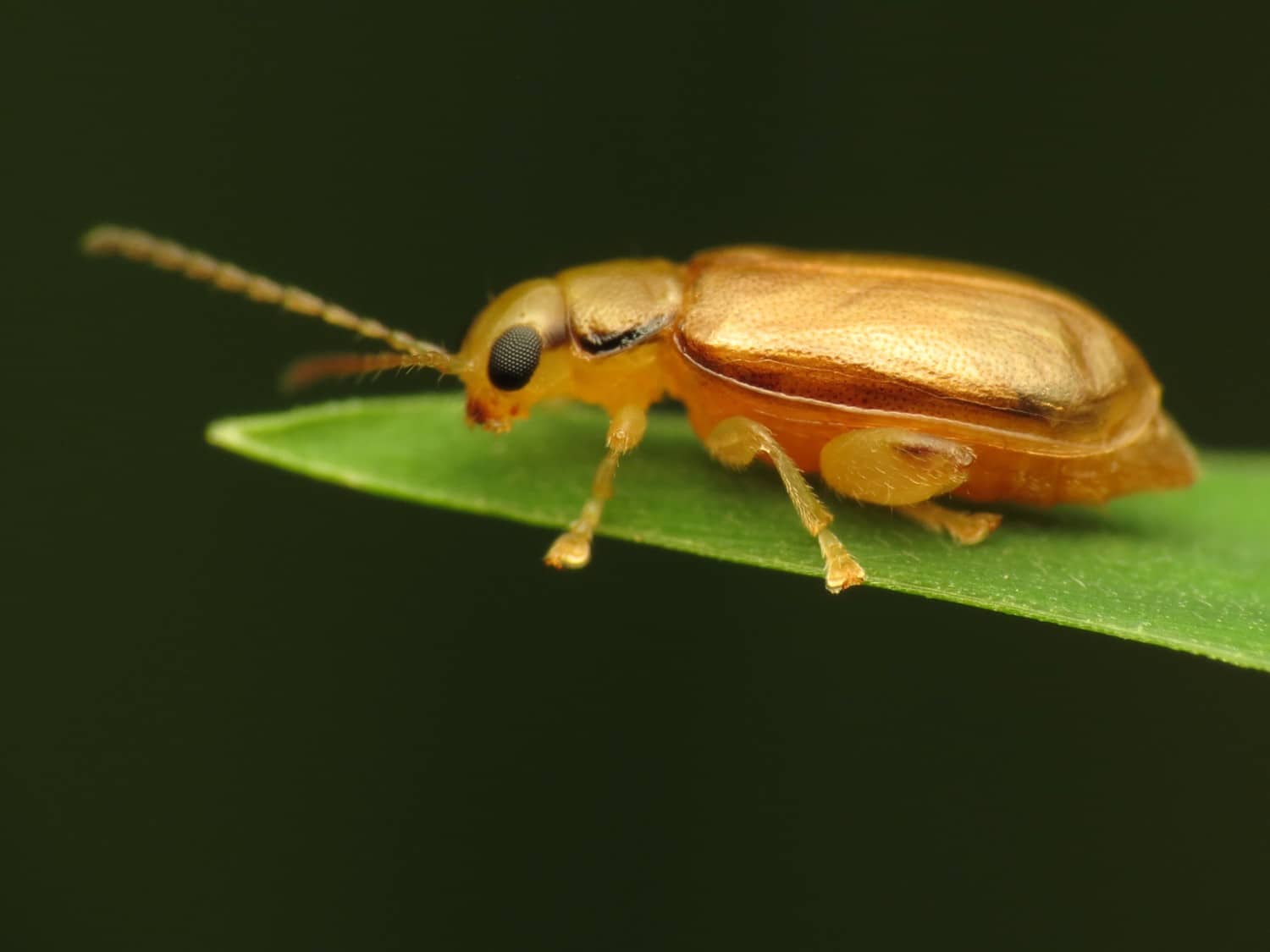 Flea beetle