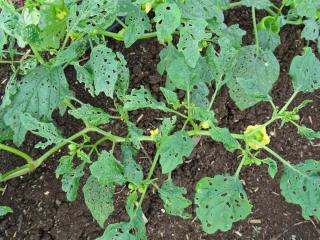 Flee beetle damage symptoms