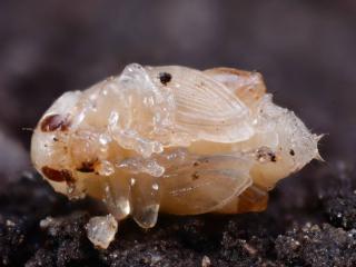 Flea beetle lifecycle