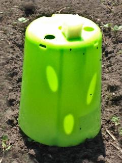 Tiny flea beetles falling in trap