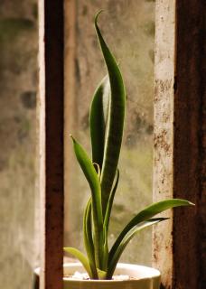 Sansevieria direct sun window