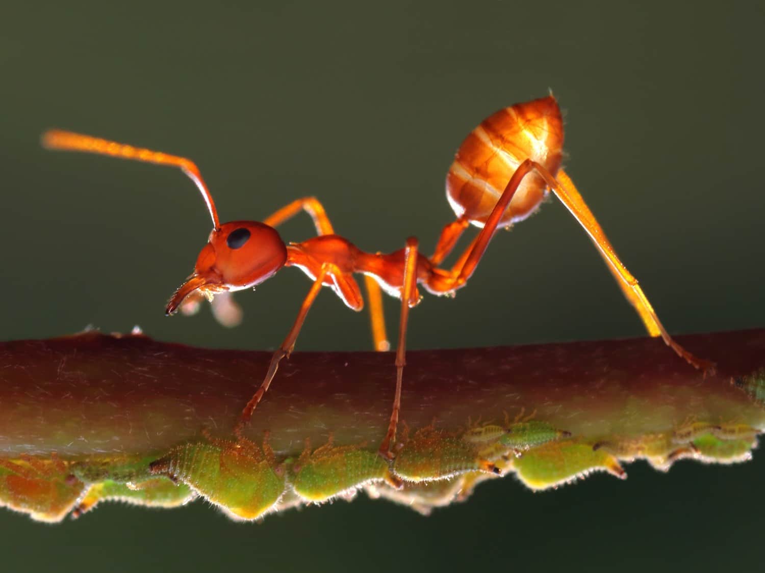 Ants, useful in the garden