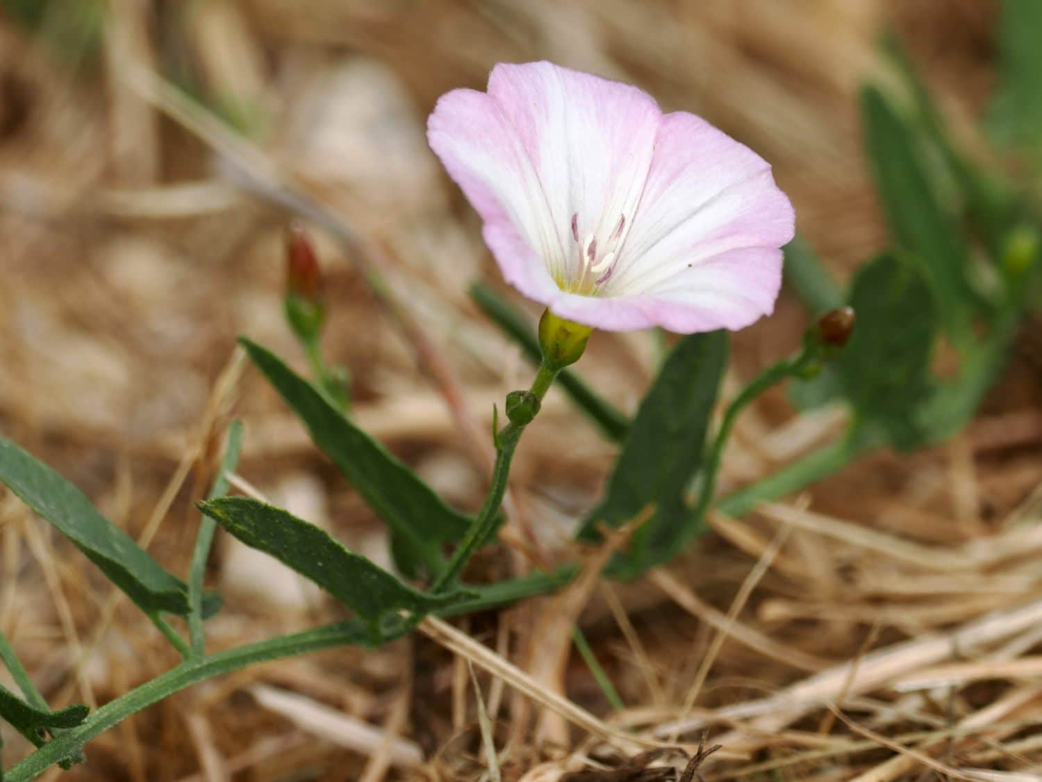 Bindweed, how to get rid of it