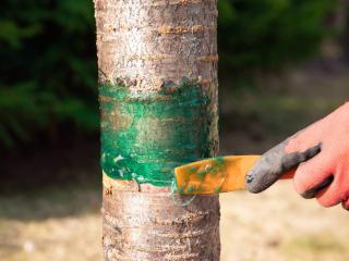 Glue trap on trunk