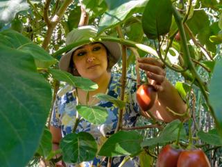 Harvesting tree tomato