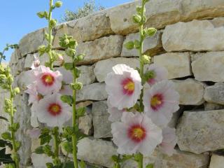 Hollyhock grows well on chalky soil