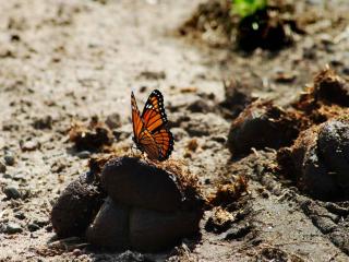 Advantages of horse manure