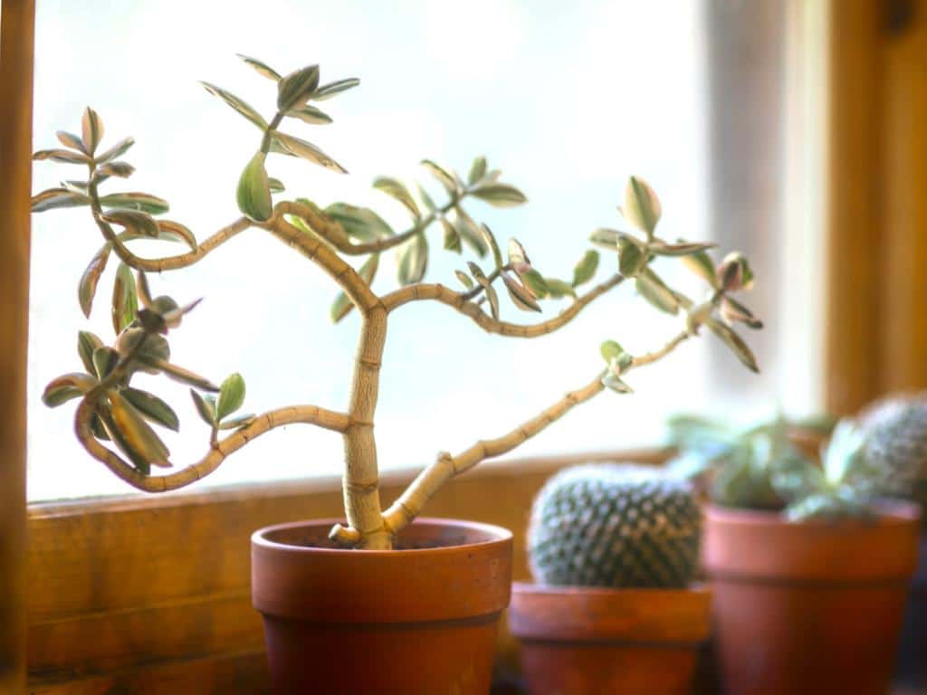 Houseplant in full sun
