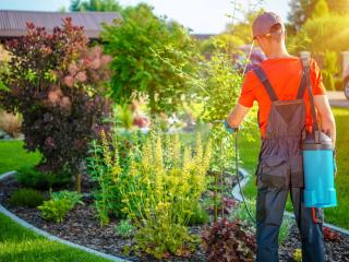 How to apply nematode