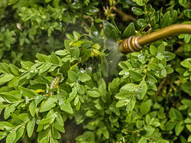 Bt, Bacillus thuringiensis: how to use this organic caterpillar killer