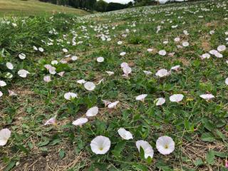 Bindweed, steps to remove it