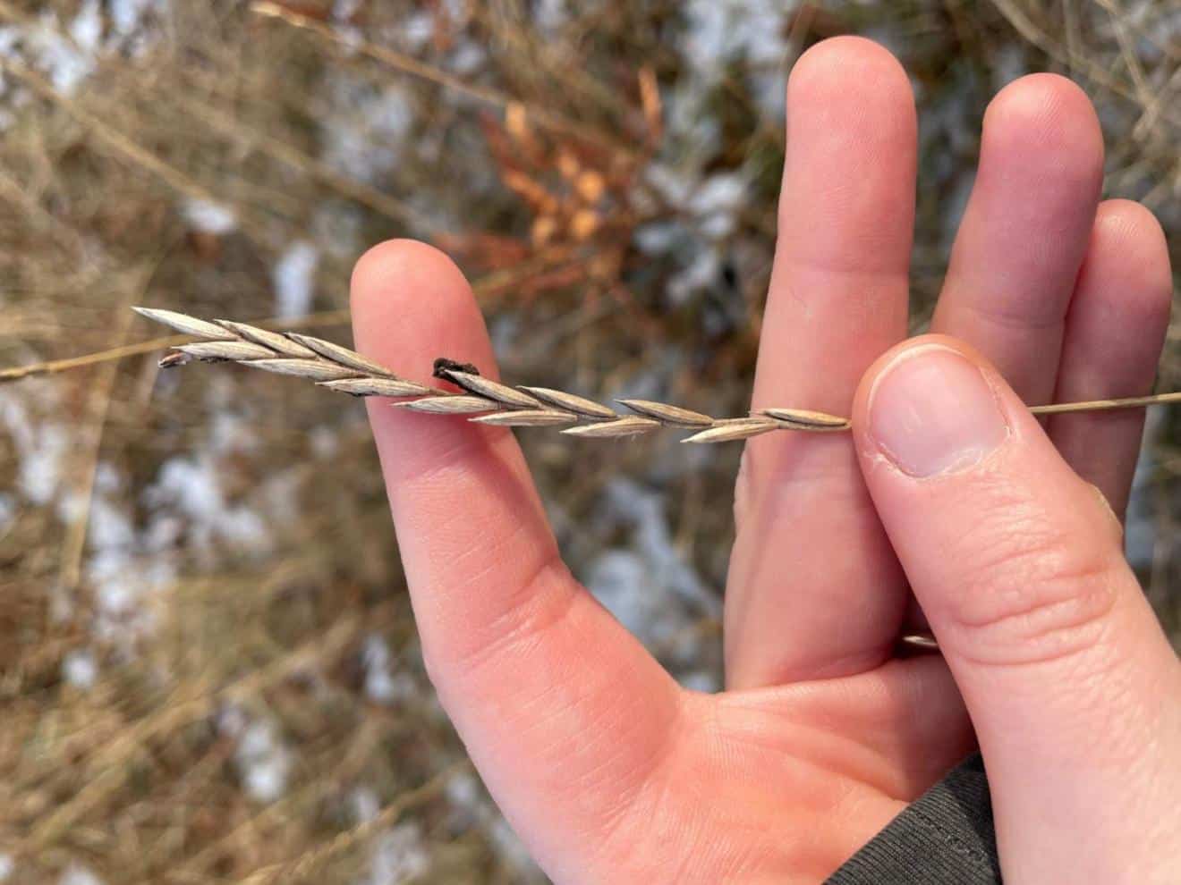 Quackgrass, how to get rid of it for good