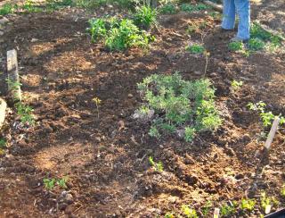 How to spread manure