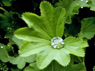 Lady's mantle