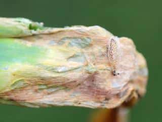 Symptoms of leek moth