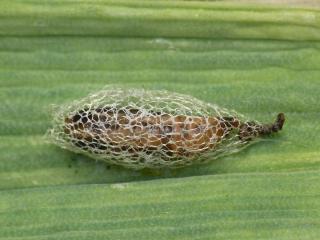 Leek moth pupa and caterpillar