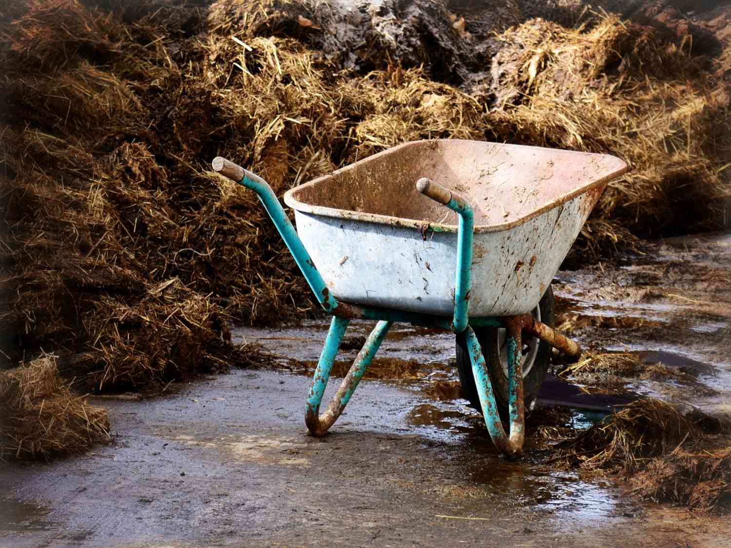 Use manure in the garden