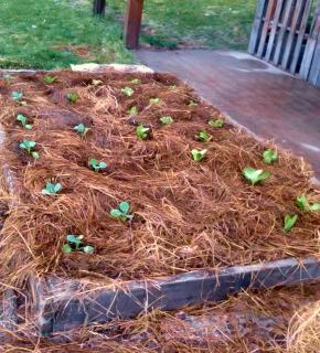 Horse manure for vegetables