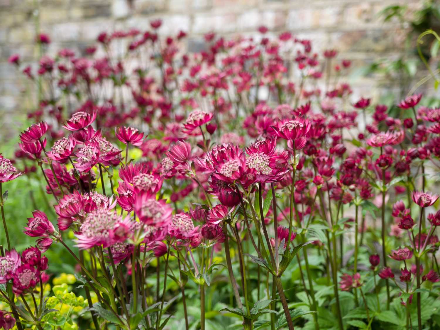 Astrantia, masterwort