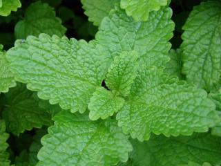 lemon balm