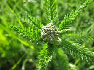 Yarrow is a plant that treats painful menses