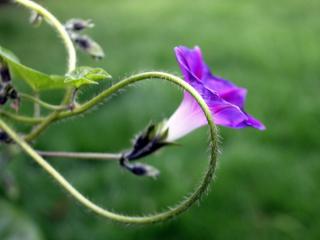 Avoid these mistakes bindweed